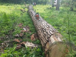 Спил и вырубка деревьев, корчевание пней стоимость услуг и где заказать - Голая Пристань