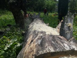 Спил и вырубка деревьев, корчевание пней стоимость услуг и где заказать - Голая Пристань